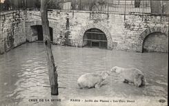 CPA Paris Crue De la Seine Jardin des Plantes Les ours blancs