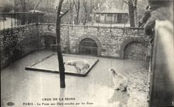 CPA Paris Crue De la Seine La Fosse aux Ours envahie par les Eaux