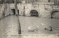 CPA Paris Crue De la Seine jardin des Plantes Les Ours Blancs