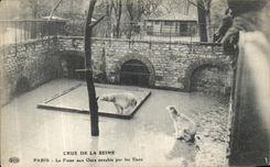 VINTAGE POSTCARD Believed Of the Seine Paris the Bear pit Invaded By Water