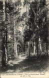 CPA Bagnoles De L Orne Parc de L Etablissement Thermal Une allee de pins