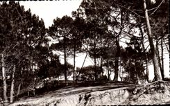 CPA Saint Brevin l Ocean Sapins dans les dunes