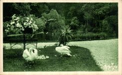 VINTAGE POSTCARD Cognac Details with the park of L town hall Swans