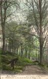 CPA Chantilly Un Coin de Foret pris des Etangs animee 