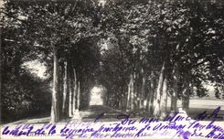 CPA Chantilly Chateau Allee des platanes