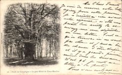 VINTAGE POSTCARD Drill Of Compiegne the Large Beech of Old man Moulins