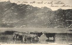 VINTAGE POSTCARD Aix les Bains the Small Port Cows has L feeding trough