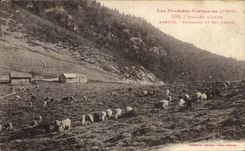 VINTAGE POSTCARD Valley D Aure arreau Pasture of the collar D Aspin