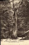 VINTAGE POSTCARD Drill of Fontainebleau Pharamond Tree