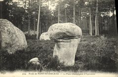 VINTAGE POSTCARD Drill of Fontainbleau the False Mushroom D Apremont