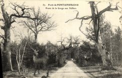 VINTAGE POSTCARD Drill of Fontainebleau Road of the Throat to the Medlar trees