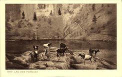 VINTAGE POSTCARD Lake Of the Poles Goats