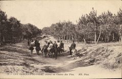 VINTAGE POSTCARD Sands D Olonne Going To the Casino of the Pines asses Mules