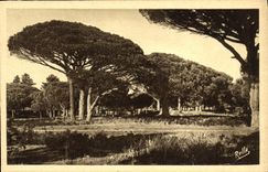 VINTAGE POSTCARD L Esterel Parasois Pines of L Esterel