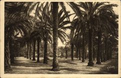 CPA Hyeres Jardin Denis Les Palmiers