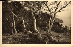 CPA Iles d Hyeres Porquerolles Les Pins d Alep