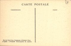 CPA Hyeres Ile de Port Cros Commune L Eglise L Eventail d eucalyptus du Manoir