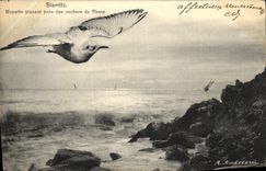 CPA Biarritz Mouette Planant pres des Rochers