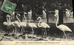 CPA Paris Jardin des Plantes Les Flamants Roses 