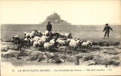 CPA Le Mont Saint Michel Les Pres Sales des Greves Berger et moutons