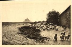 CPA Le Mont St Michel Pres sales Retour du Paturage Moutons