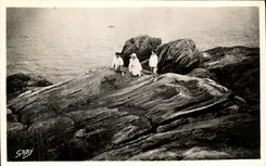 VINTAGE POSTCARD Holy Guenole Penmarch the Rock of the Victims