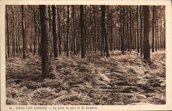 La POSTAL de la VENDIMIA en amarra el taladro de pinos y de helechos
