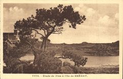 VINTAGE POSTCARD Etude of Pines has L Ile of Brehat