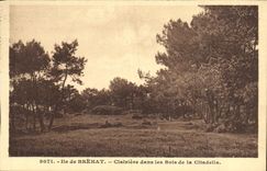 VINTAGE POSTCARD Island of Brehat Clearing in the Wood of the Citadel