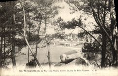 CPA Tregastel La Plage a Travers les Pins du Bois d Amour