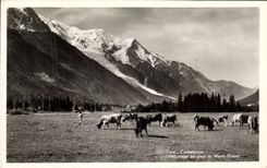 VINTAGE POSTCARD Chamonix Pasture with the foot of Mont Blanc Cows