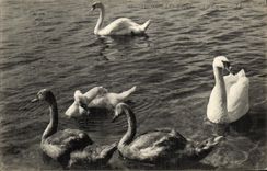VINTAGE POSTCARD Thonon les Bains swans