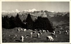 CPA Le Saleve Vue sur le Mont Blanc 