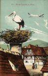 VINTAGE POSTCARD Nest of Cilgognes in Alsace