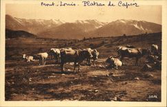 VINTAGE POSTCARD the Pyrenees Mount Louis Plate of Capciz Cows