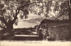 CPA Menton Sons les Oliviers