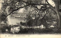 CPA Menton A travers les Oliviers