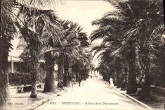 CPA Menton Allee des Palmiers