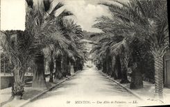 CPA Menton Une Allee de Palmiers