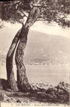 CPA Cap Martin Menton vue a travers les Pins