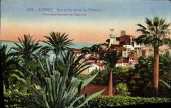 VINTAGE POSTCARD Cannes Seen from Entered Palm trees