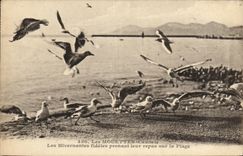 VINTAGE POSTCARD Cannes Faithful Gulls Wintering Them Taking Their Meal on the Beach