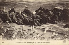 VINTAGE POSTCARD Cannes Gulls on the Beach of the Small cross
