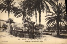 CPA Nice Jardins des Palmiers Albert 1er