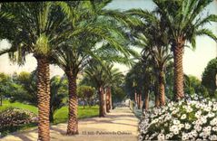CPA Nice Palmiers du Chateau