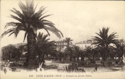 CPA Cote D Azur Nice Palmiers au Jardin Public
