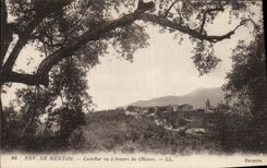 CPA Environs de Menton Castellar Vu Travers Les Oliviers