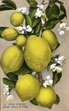 CPA La Cote D Azur Citrons Fleurs et Fruits