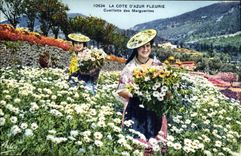CPA La Cote D Azur Fleurie Cueillette des Marguerites Femmes Folklore