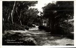 CPA Cote d azur Promenade sous les pins